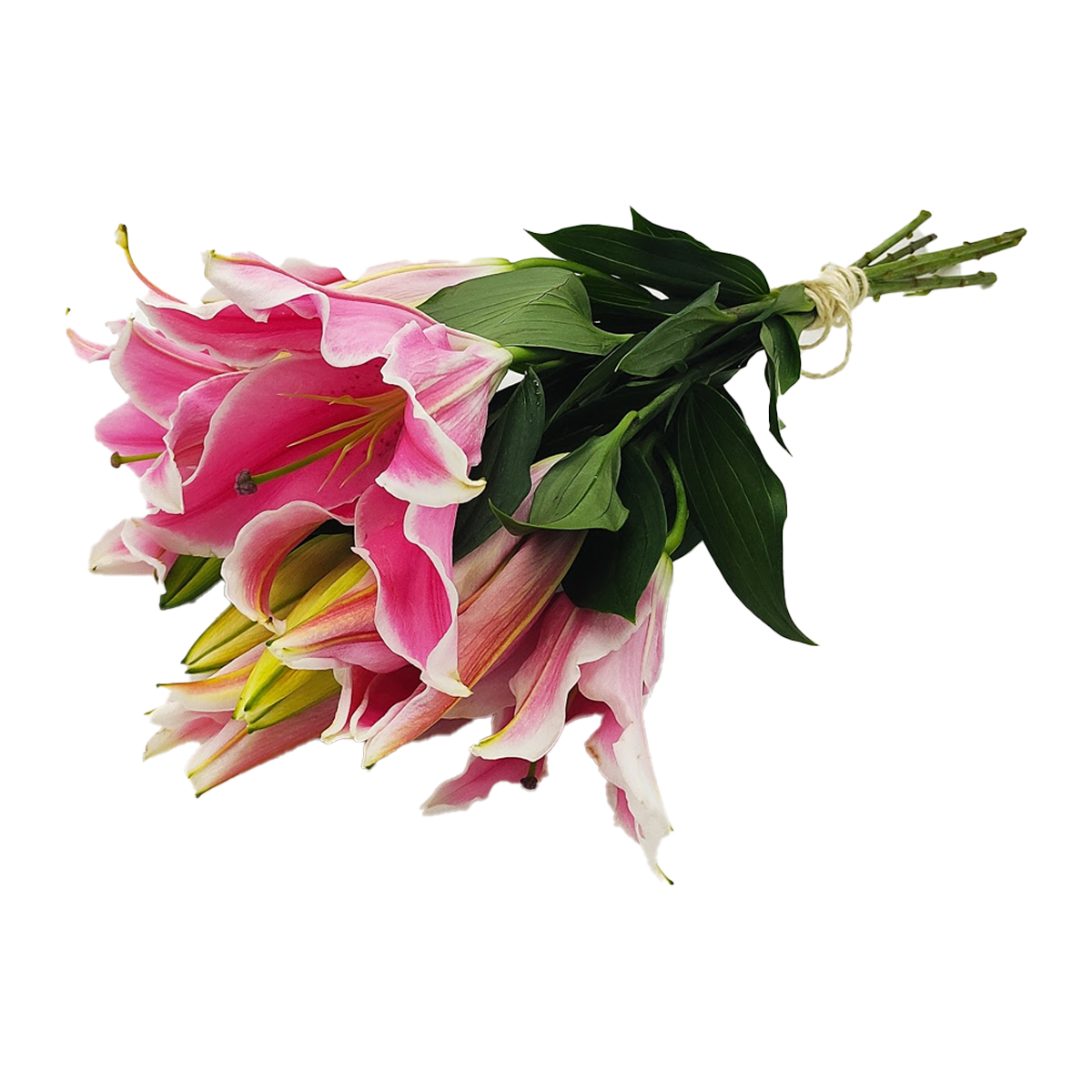 Flowers Oriental Lilies Pink Bunch