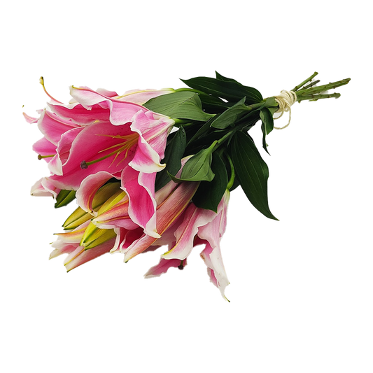 Flowers Oriental Lilies Pink Bunch