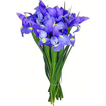 Flowers Iris Blue 10 Stem Bunch