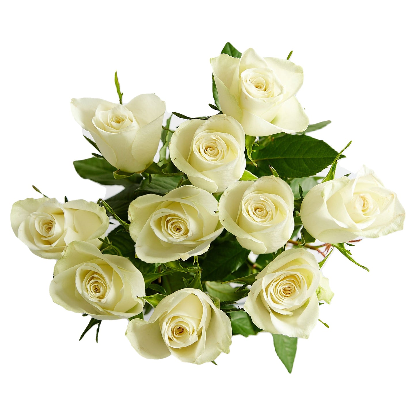 Flowers Roses 10 Stem Bunch Premium