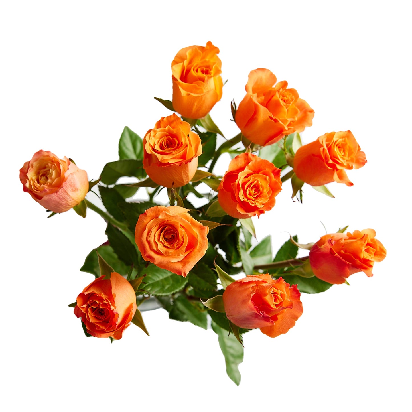 Flowers Roses 10 Stem Bunch Premium