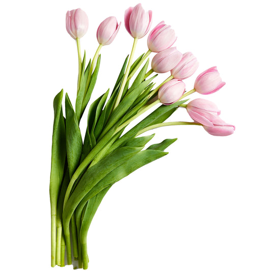 Flowers Tulips 10 Stem Bunch