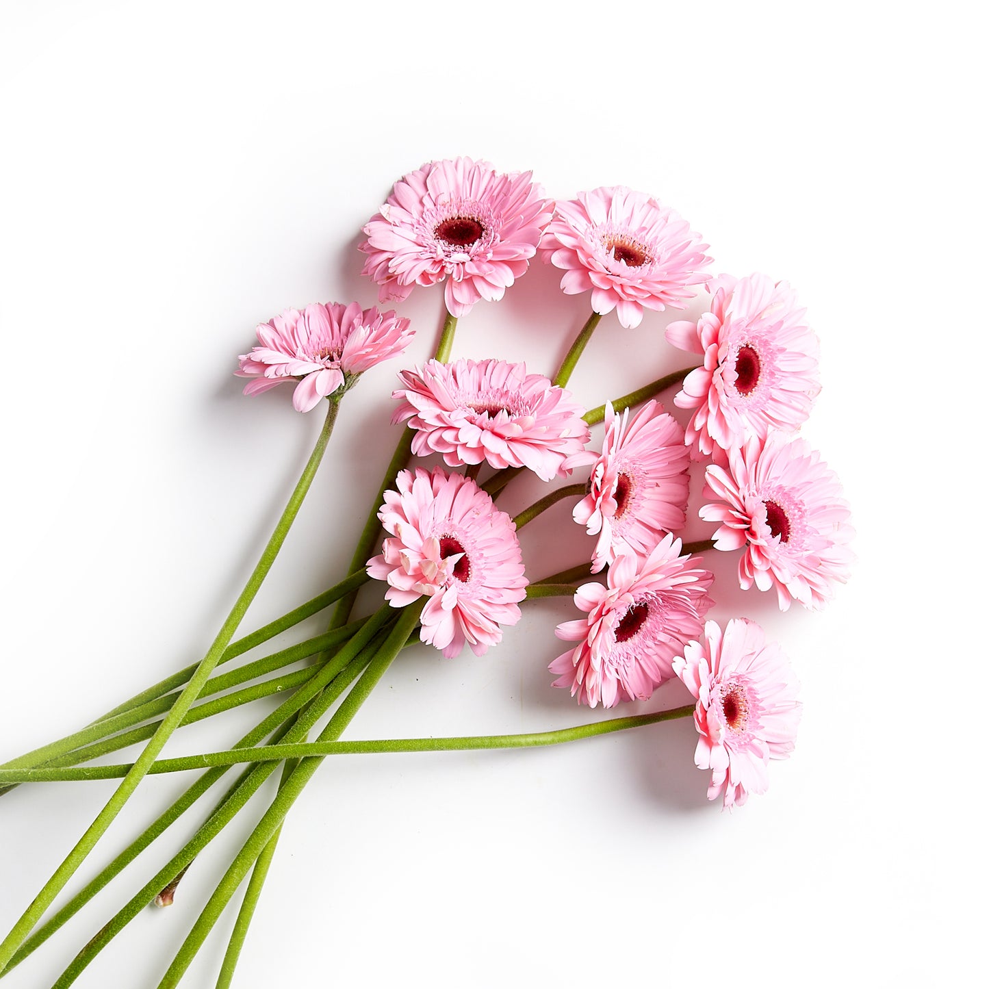 Flowers Gerberas 10 Stem Bunch Mini