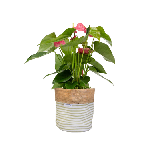 Anthurium Plant Medium Basket