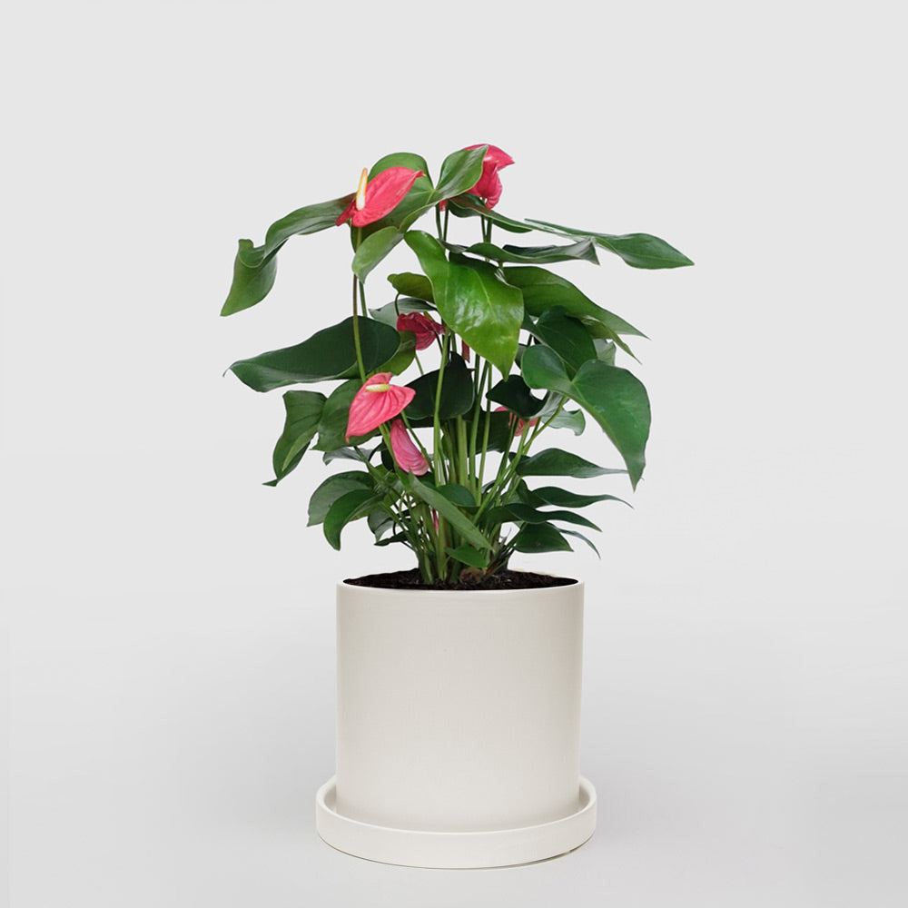 Anthurium Plant in Hydro Vase