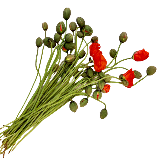 Flowers Poppy Bunch