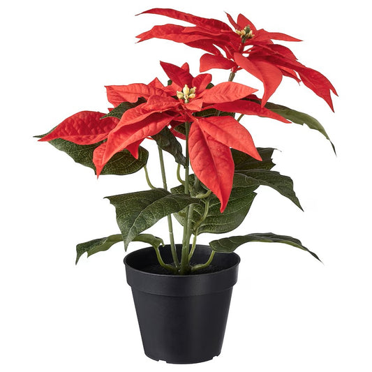 Poinsettia Pot Plant