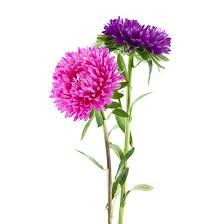 Flowers Aster