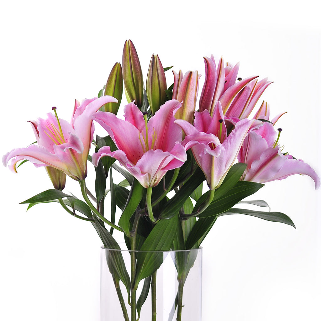 Flowers Oriental Lilies Pink Bunch | Harris Farm Online