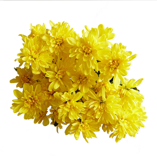 Flowers Chrysanthemum Yellow Bunch | Harris Farm Online