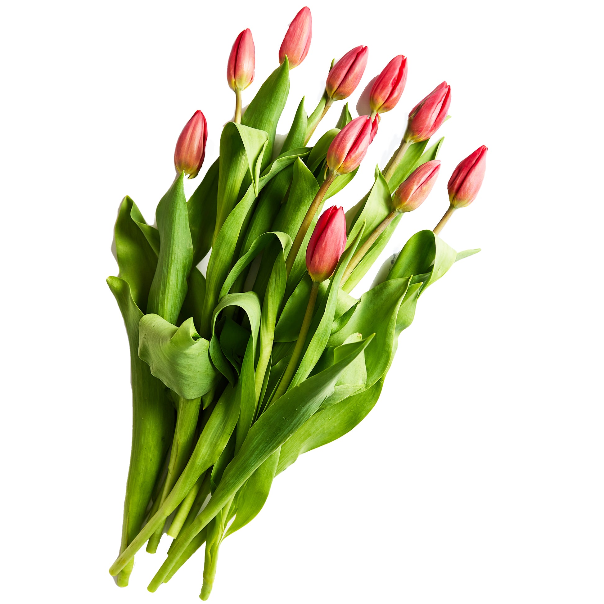 Flowers Tulips Red 10 Stem Bunch | Harris Farm Online