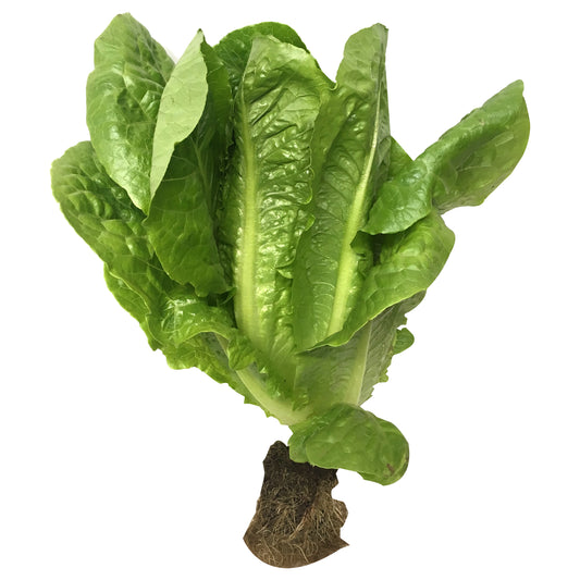 Fresh Lettuce Baby Cos | Harris Farm Online