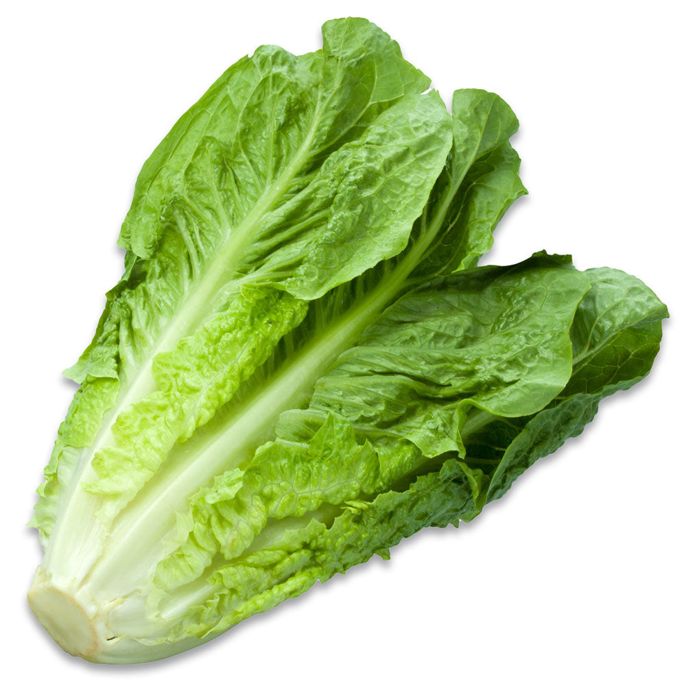 Lettuce Midi Cos | Harris Farm Online