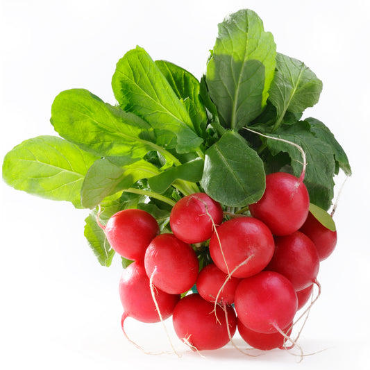 Radish Red bunch | Harris Farm Online