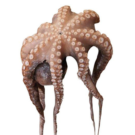 Fresh Large Tenderised Octopus | Harris Farm Online