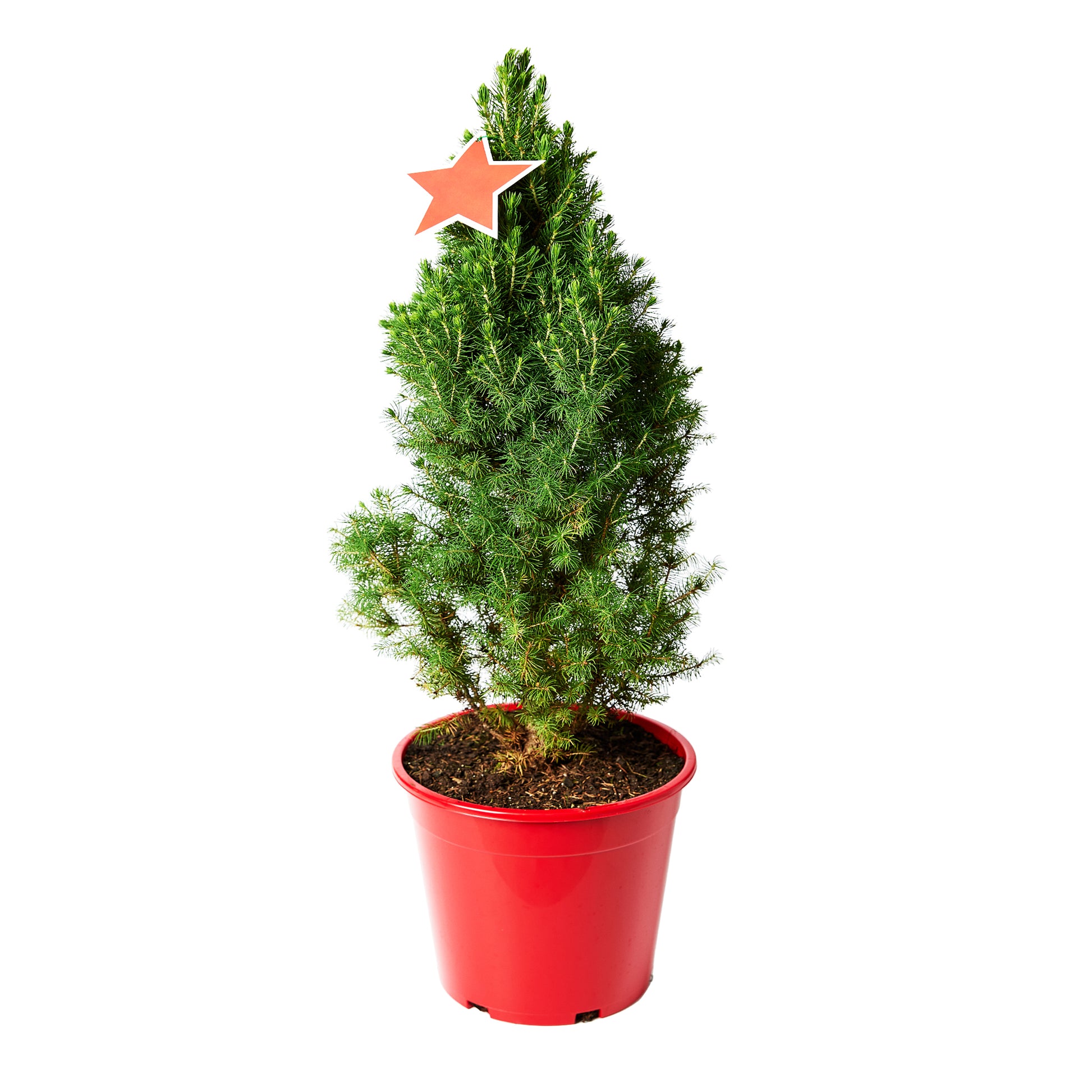 Christmas Tree Pot Star 25cm | Harris Farm Online