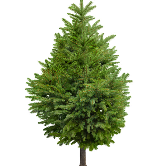 Christmas Tree Cut | Harris Farm Online