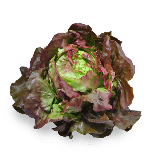  Lettuce Living Mignonette Leaves | Harris Farm Markets