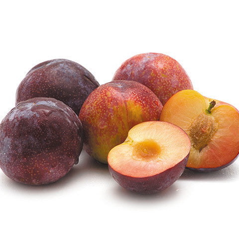 Plum Tegan Blue | Harris Farm Online