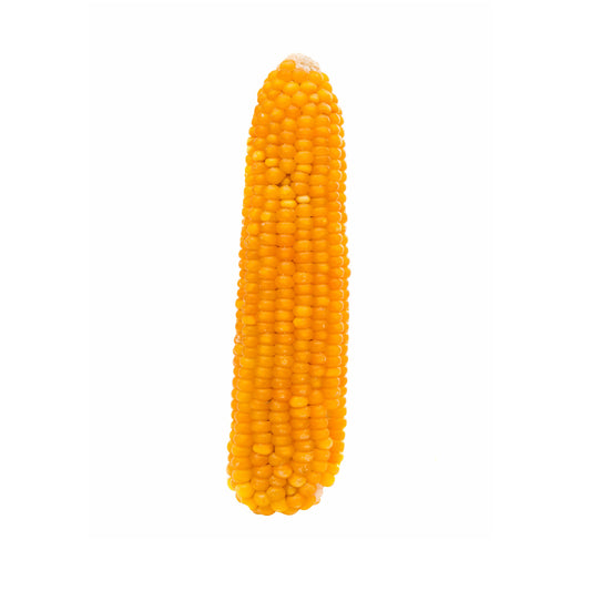 Popcorn on Cob 3 pack