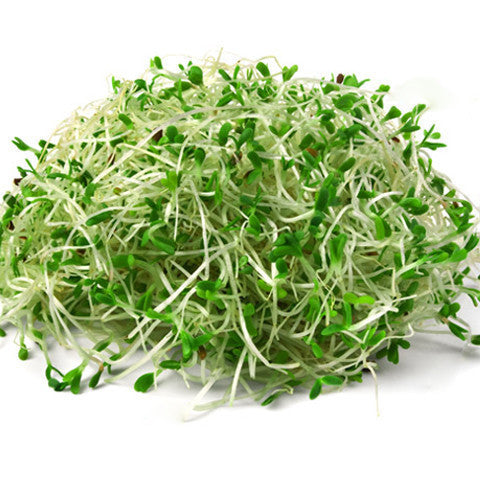 Sprouts Alfalfa (125g tub) , S12S-Veg - HFM, Harris Farm Markets
